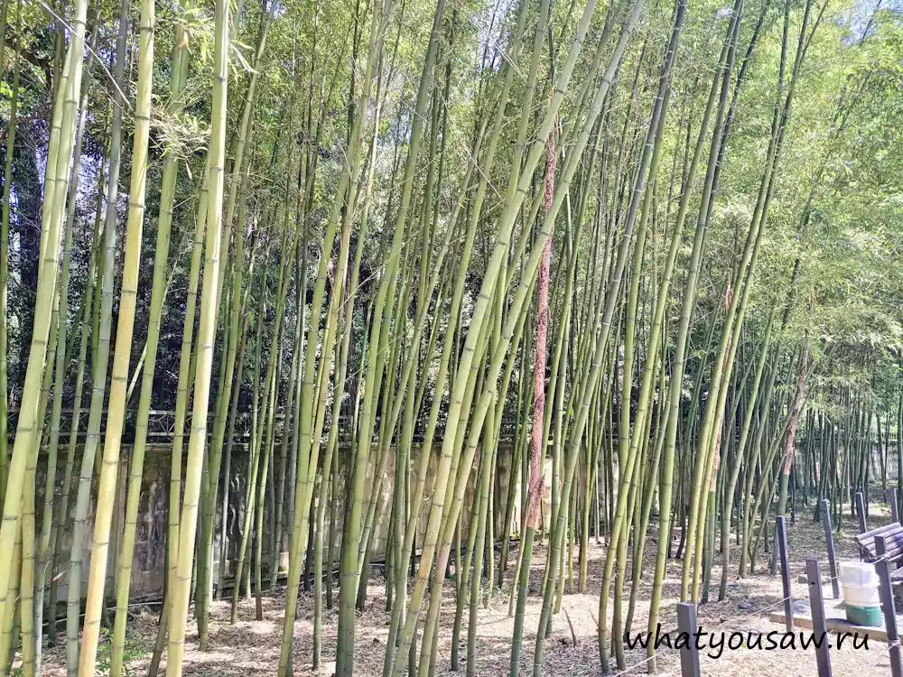 Бамбуковая роща