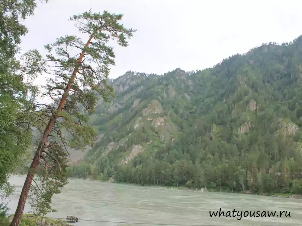Сосна над Катунью