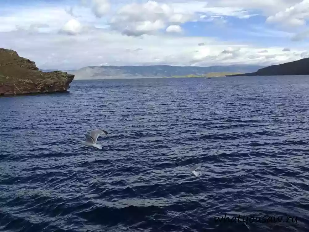 Чайки над водой
